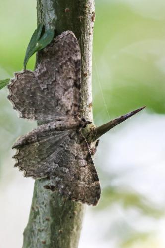 Philereme vetulata